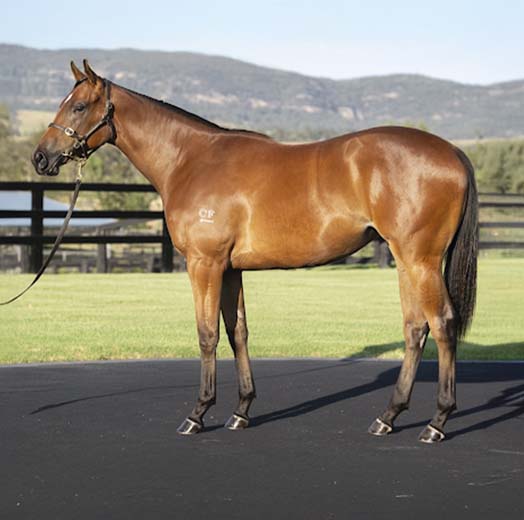 Capitalist x Regimental Band Filly
