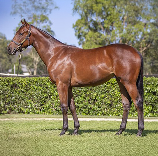 I Am Invincible x Hoss Amor Filly
