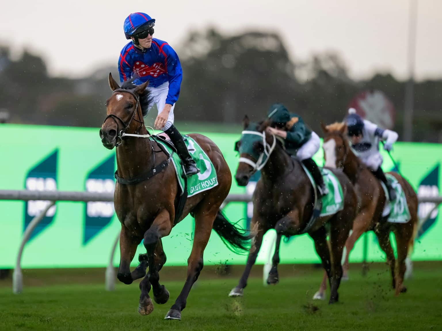 Guest House has been a first-crop star for Home Affairs. (Photo by Bronwen Healy. The Image is Everything)